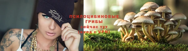 ПСИЛОЦИБИНОВЫЕ ГРИБЫ Алексин